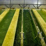 Close-up of acid pickling line treated with corrosion-prevention rinse additive.